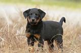 BEAUCERON - PUPPIES 135